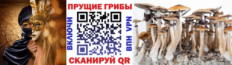 mega ССЫЛКА  Данилов  Псилоцибиновые грибы мицелий  где найти  